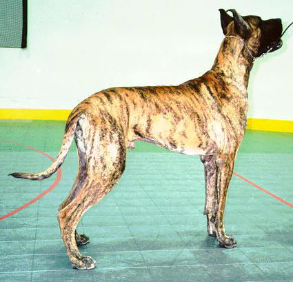 Black Great Danes on Beautifully Marked Brindle Great Dane With A Black Mask