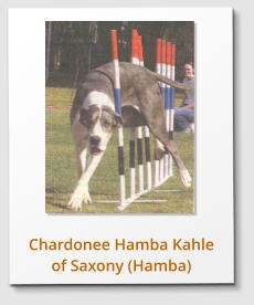 Chardonee Hamba Kahle of Saxony (Hamba)