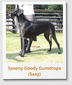 Saxony Goody Gumdrops (Saxy)