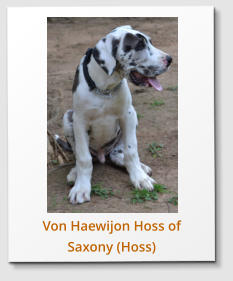 Von Haewijon Hoss of Saxony (Hoss)