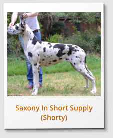 Saxony In Short Supply (Shorty)