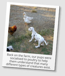 Back on the farm, our pups were socialised to poultry to help them understand that many different types of creatures exist.