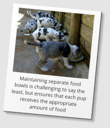 Maintaining separate food bowls is challenging to say the least, but ensures that each pup receives the appropriate amount of food
