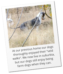 At our previous home our dogs thoroughly enjoyed their �veld walks�. We now live in suburbia, but our dogs still enjoy being farm dogs when they can.