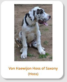 Von Haewijon Hoss of Saxony (Hoss)