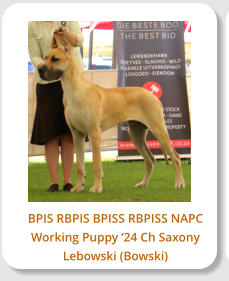 BPIS RBPIS BPISS RBPISS NAPC Working Puppy �24 Ch Saxony Lebowski (Bowski)