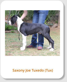 Saxony Joe Tuxedo (Tux)
