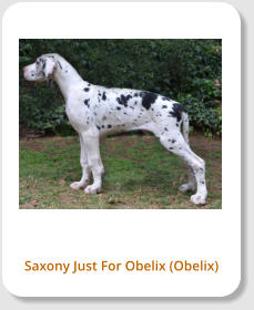 Saxony Just For Obelix (Obelix)