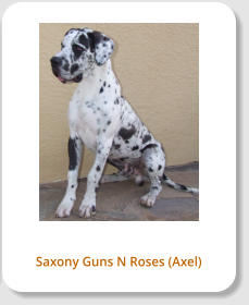 Saxony Guns N Roses (Axel)
