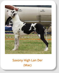 Saxony High Lan Der (Mac)