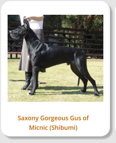 Saxony Gorgeous Gus of Micnic (Shibumi)