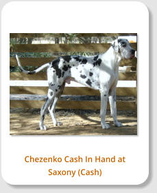 Chezenko Cash In Hand at Saxony (Cash)