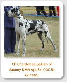 Ch Chardonee Galileo of Saxony DMA Apt Exl CGC Br (Zinzan)