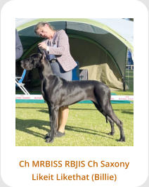 Ch MRBISS RBJIS Ch Saxony Likeit Likethat (Billie)