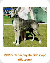 MBVIG Ch Saxony Kaleidoscope (Blossom)