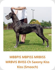 MBBPIS MBPISS MRBISS MRBVIS BVISS Ch Saxony Kiss Kiss (Smooch)