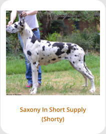 Saxony In Short Supply (Shorty)