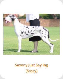 Saxony Just Say Ing (Sassy)