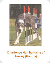 Chardonee Hamba Kahle of Saxony (Hamba)