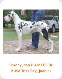 Saxony Joan D Arc CGC Br KUSA Trick Beg (Joanie)