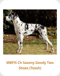 MBPIS Ch Saxony Goody Two Shoes (Toosh)