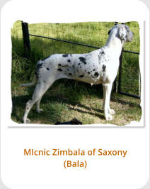 MIcnic Zimbala of Saxony (Bala)