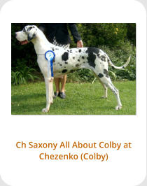 Ch Saxony All About Colby at Chezenko (Colby)