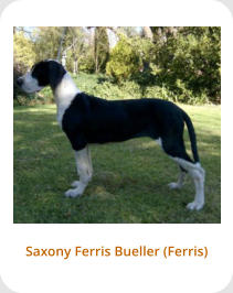 Saxony Ferris Bueller (Ferris)