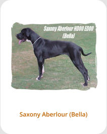Saxony Aberlour (Bella)
