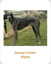 Saxony Cracker (Asjas)