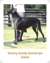 Saxony Goody Gumdrops (Saxy)