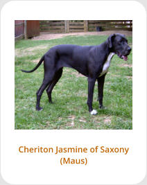 Cheriton Jasmine of Saxony (Maus)