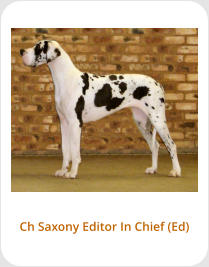 Ch Saxony Editor In Chief (Ed)