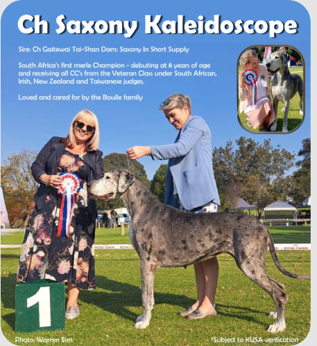 Ch Saxony Kaleidoscope