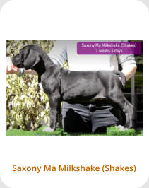 Saxony Ma Milkshake (Shakes)